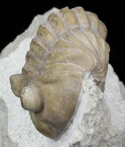 Rarely Seen Asaphus bottnicus Trilobite - Russia (Special Price) #31302